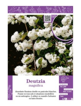 DEUTZIA MAGNIFICA