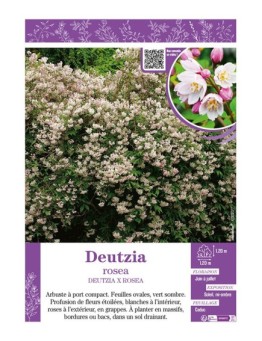 DEUTZIA ROSEA