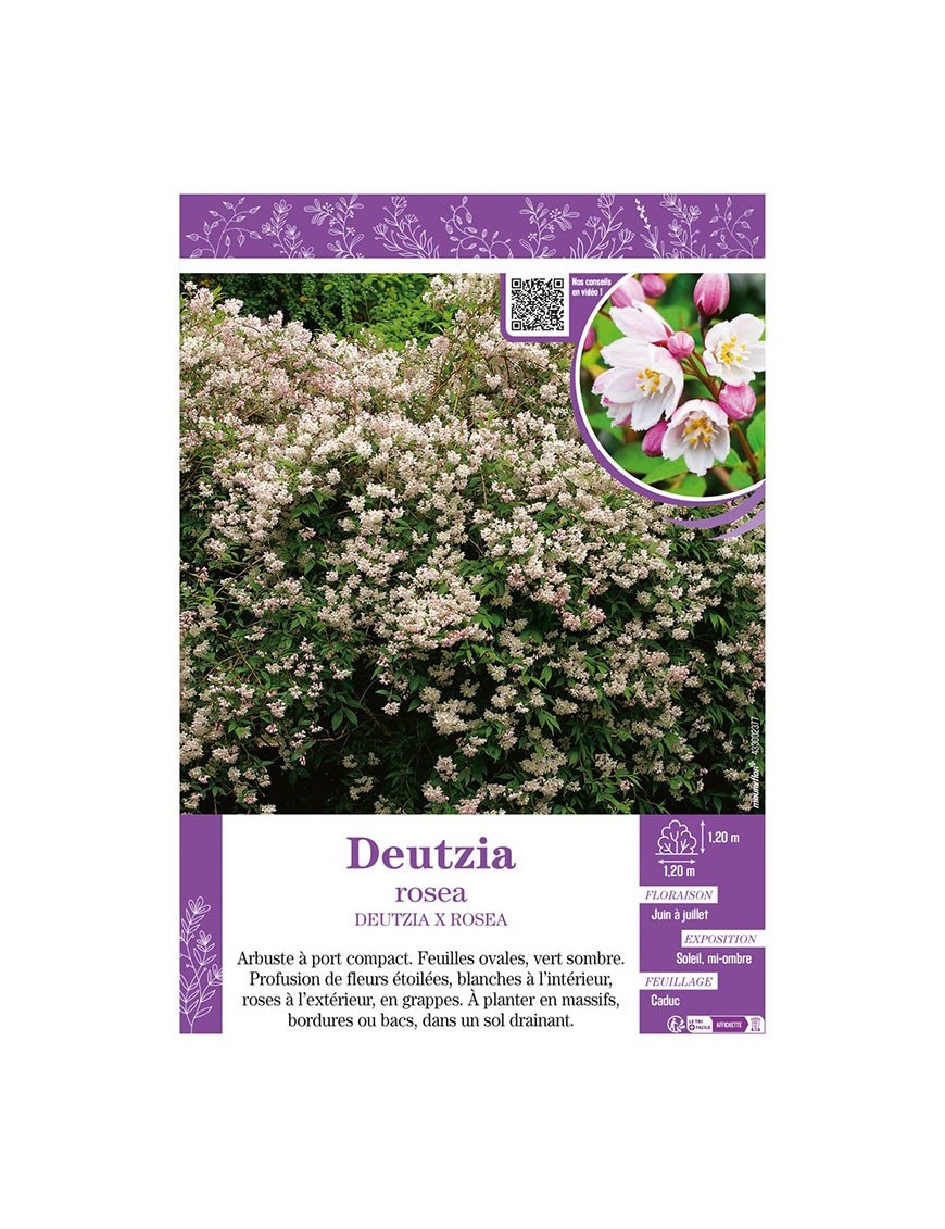 DEUTZIA ROSEA