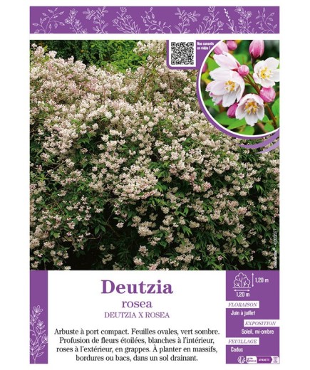 DEUTZIA ROSEA