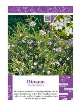 DIOSMA HIRSUTA