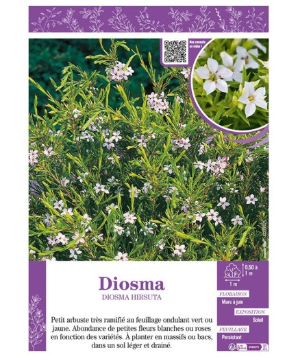 DIOSMA HIRSUTA