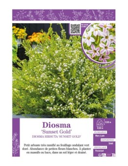 DIOSMA HIRSUTA SUNSET GOLD