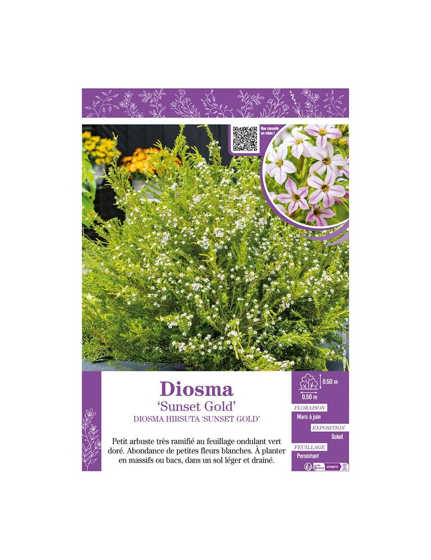 DIOSMA HIRSUTA SUNSET GOLD