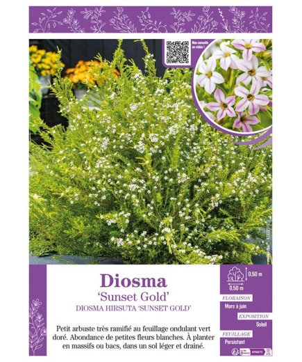 DIOSMA HIRSUTA SUNSET GOLD