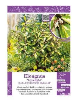 ELAEAGNUS EBBINGEI LIMELIGHT