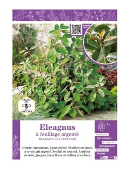 ELAEAGNUS X EBBINGEI voir ELEAGNUS À FEUILLAGE ARGENTÉ