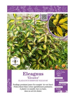 ELAEAGNUS ELEADOR
