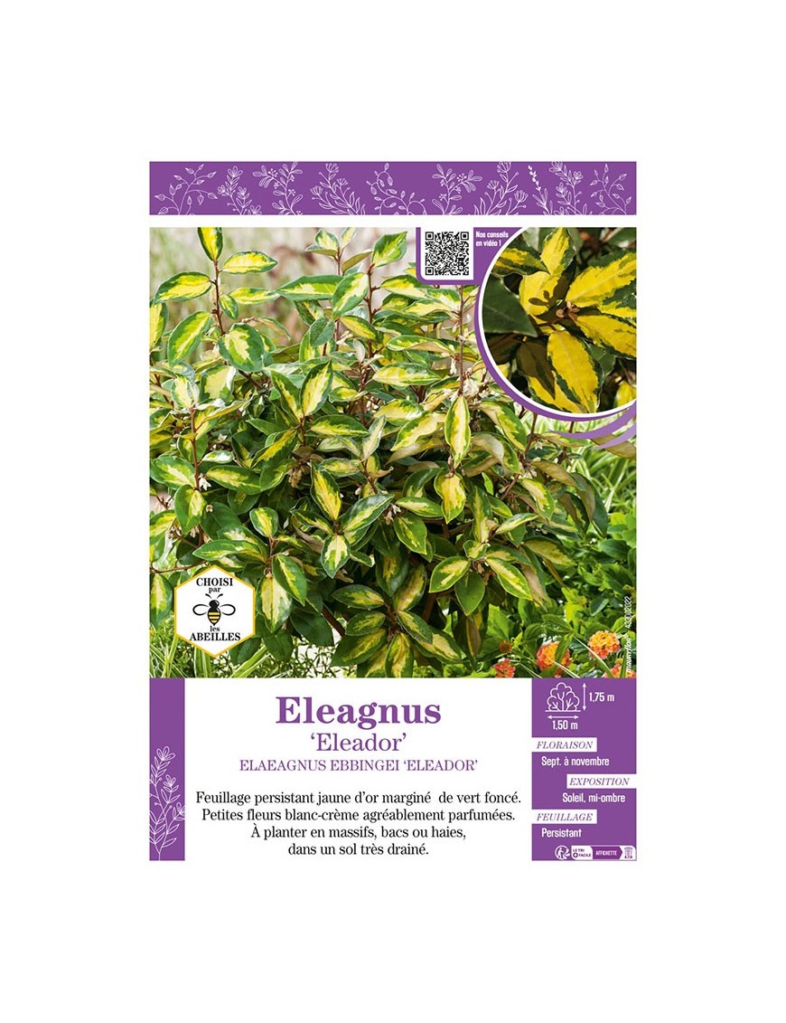 ELAEAGNUS ELEADOR