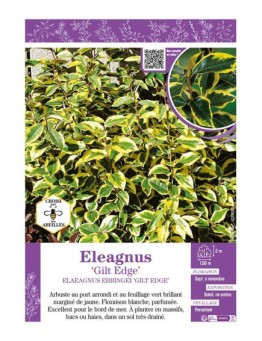 ELAEAGNUS GILT EDGE
