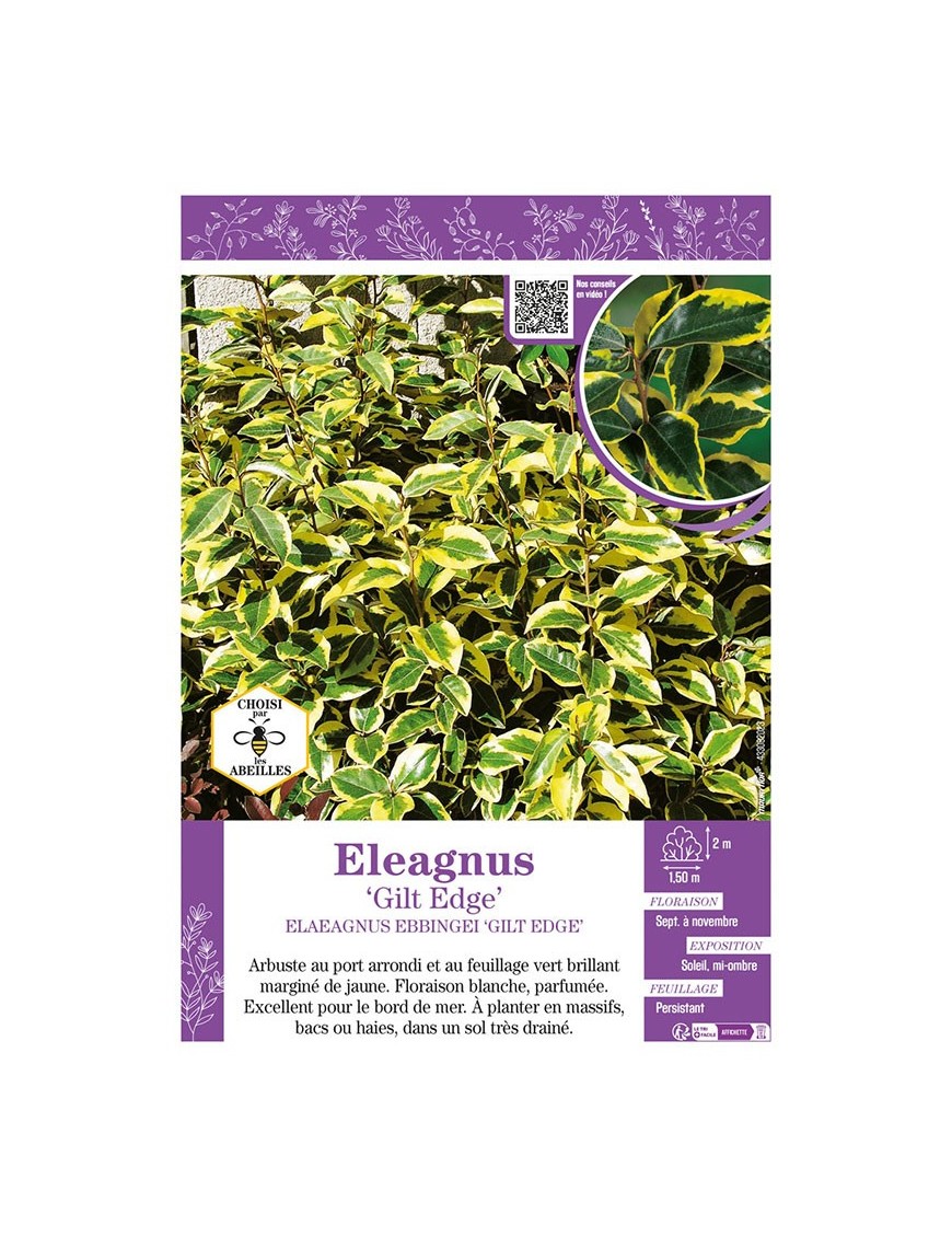 ELAEAGNUS GILT EDGE