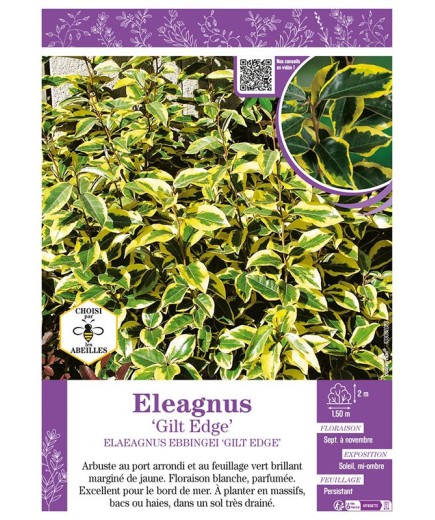ELAEAGNUS GILT EDGE