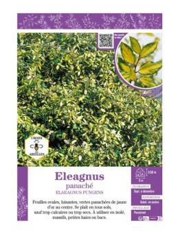 ELAEAGNUS PUNGENS voir ELEAGNUS PANACHÉ