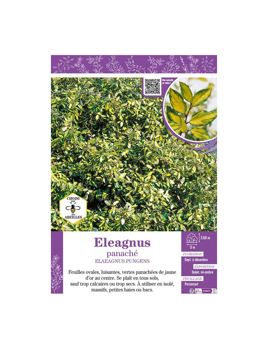 ELAEAGNUS PUNGENS voir ELEAGNUS PANACHÉ