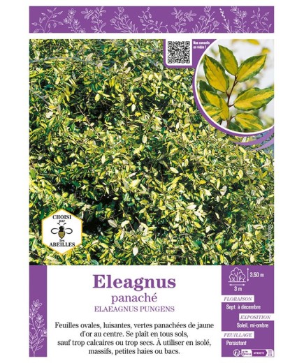 ELAEAGNUS PUNGENS voir ELEAGNUS PANACHÉ