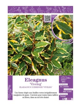 ELAEAGNUS X EBBEINGEI VIVELEG