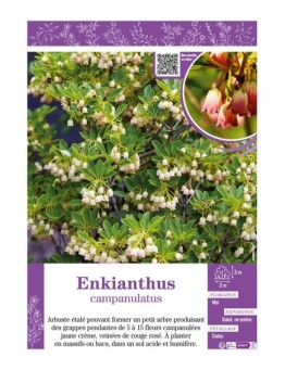 ENKIANTHUS CAMPANULATUS