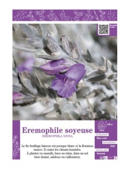 EREMOPHILA NIVEA EREMOPHILE SOYEUSE