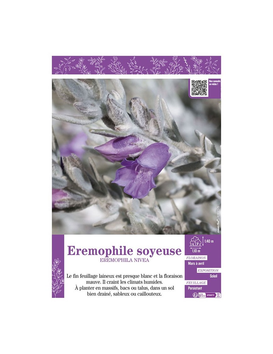 EREMOPHILA NIVEA EREMOPHILE SOYEUSE