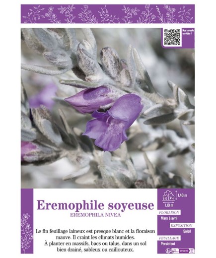 EREMOPHILA NIVEA EREMOPHILE SOYEUSE