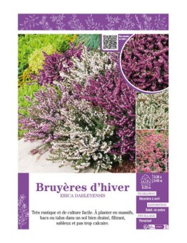 ERICA DARLEYENSIS (varié) voir BRUYÈRES D'HIVER