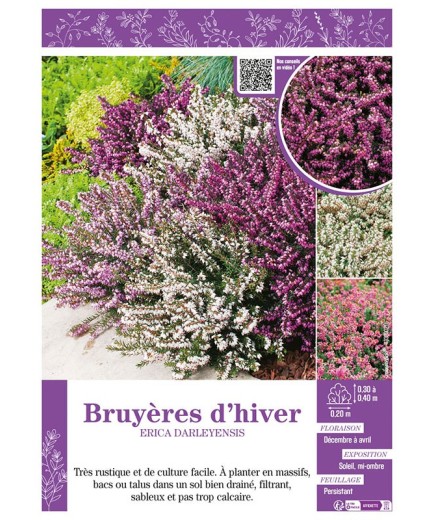 ERICA DARLEYENSIS (varié) voir BRUYÈRES D'HIVER