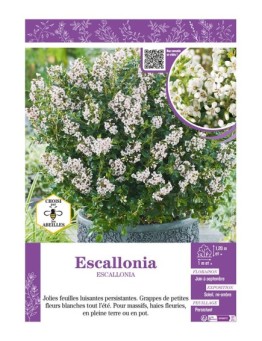 ESCALLONIA (blanc)