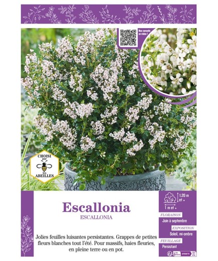 ESCALLONIA (blanc)