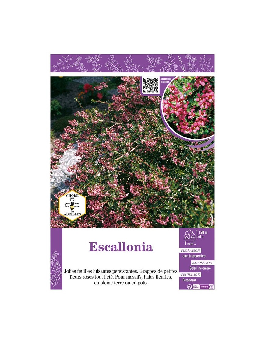 ESCALLONIA (rose)