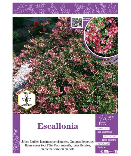 ESCALLONIA (rose)