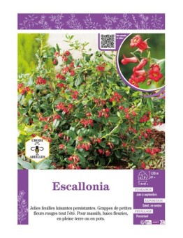 ESCALLONIA (rouge)