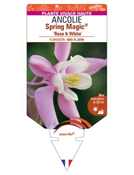 ANCOLIE Spring Magic® Rose & White