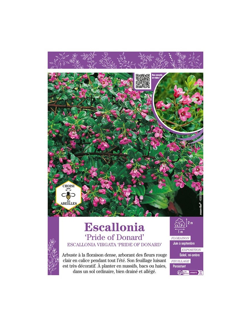 ESCALLONIA PRIDE OF DONARD