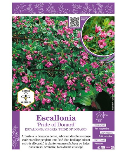 ESCALLONIA PRIDE OF DONARD