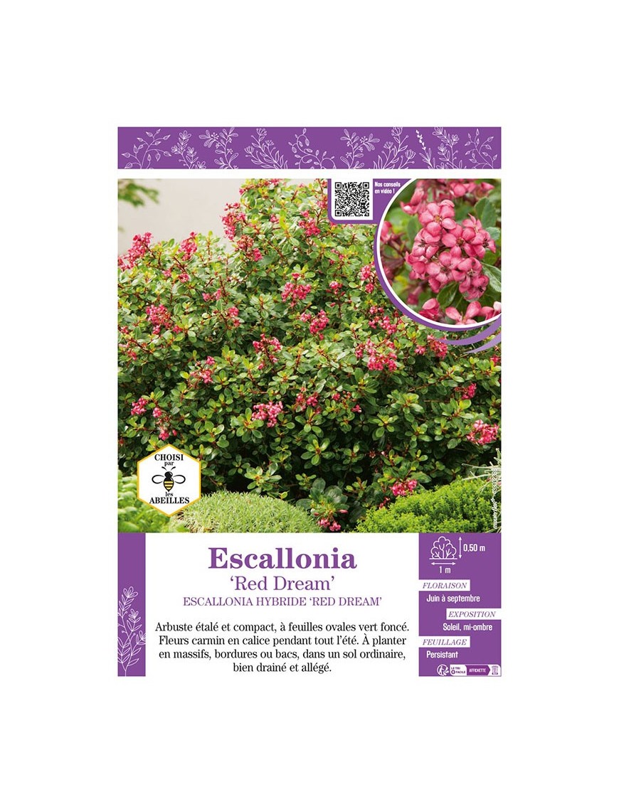 ESCALLONIA RED DREAM