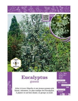 EUCALYPTUS GUNNII