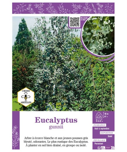 EUCALYPTUS GUNNII