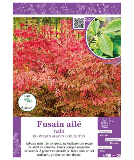 EUONYMUS ALATUS COMPACTUS voir FUSAIN AILÉ NAIN