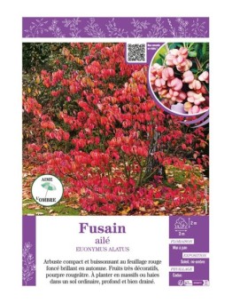 EUONYMUS ALATUS voir FUSAIN AILÉ