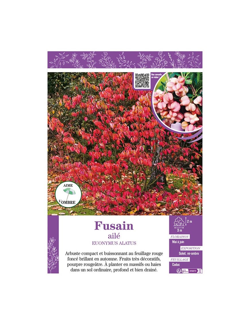 EUONYMUS ALATUS voir FUSAIN AILÉ