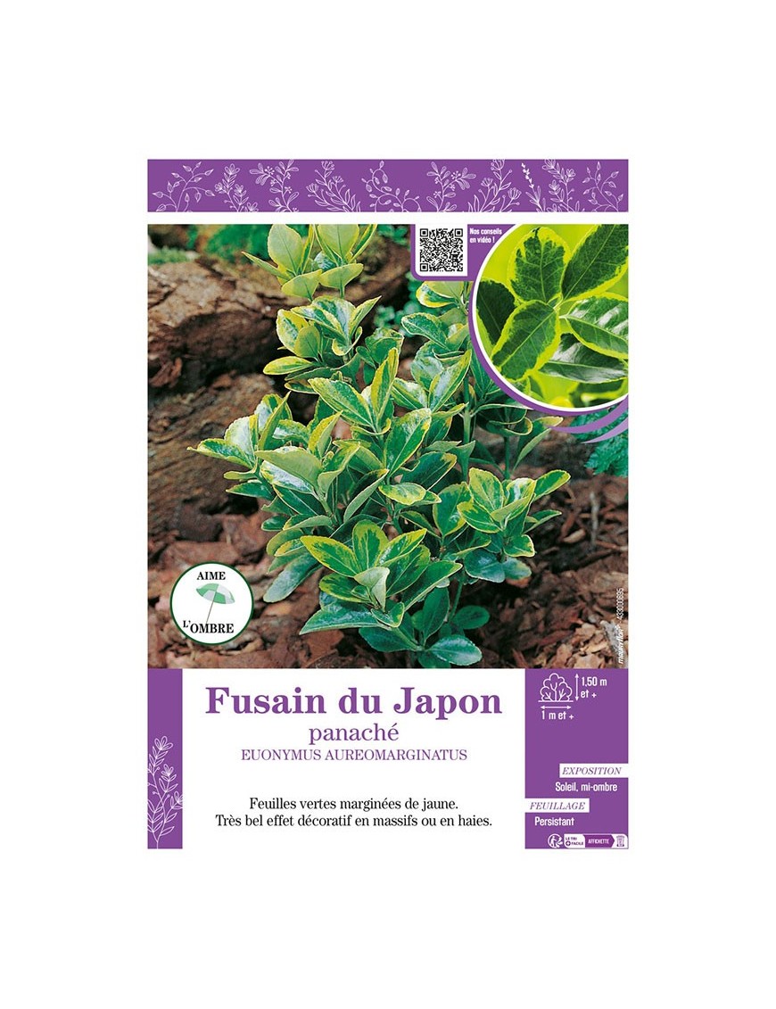 EUONYMUS AUREOMARGINATUS voir FUSAIN DU JAPON PANACHÉ