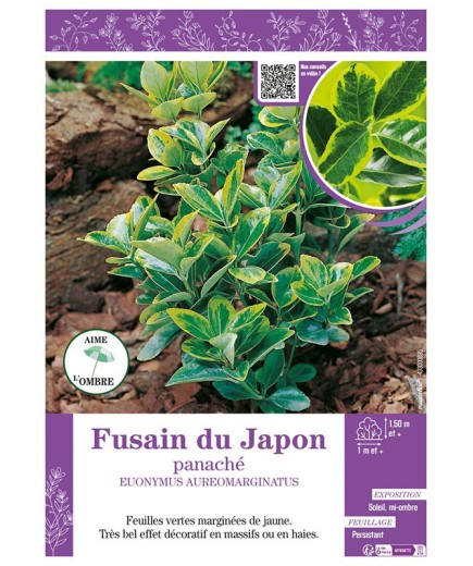 EUONYMUS AUREOMARGINATUS voir FUSAIN DU JAPON PANACHÉ
