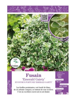 EUONYMUS FORTUNEI EMERALD GAIETY voir FUSAIN