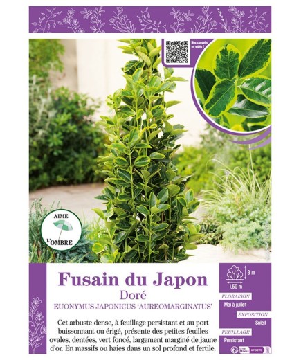 EUONYMUS JAPONICUS AUREOMARGINATUS voir FUSAIN DU JAPON DORÉ