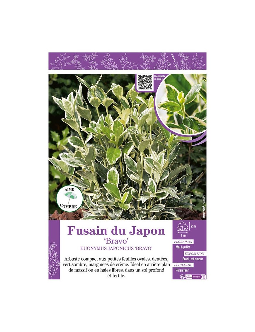 EUONYMUS JAPONICUS BRAVO voir FUSAIN DU JAPON