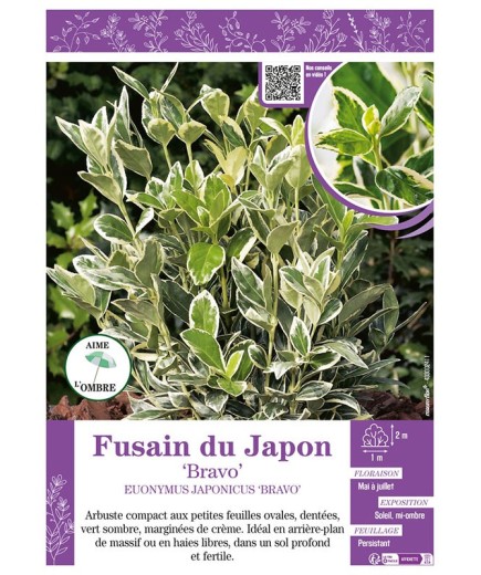 EUONYMUS JAPONICUS BRAVO voir FUSAIN DU JAPON