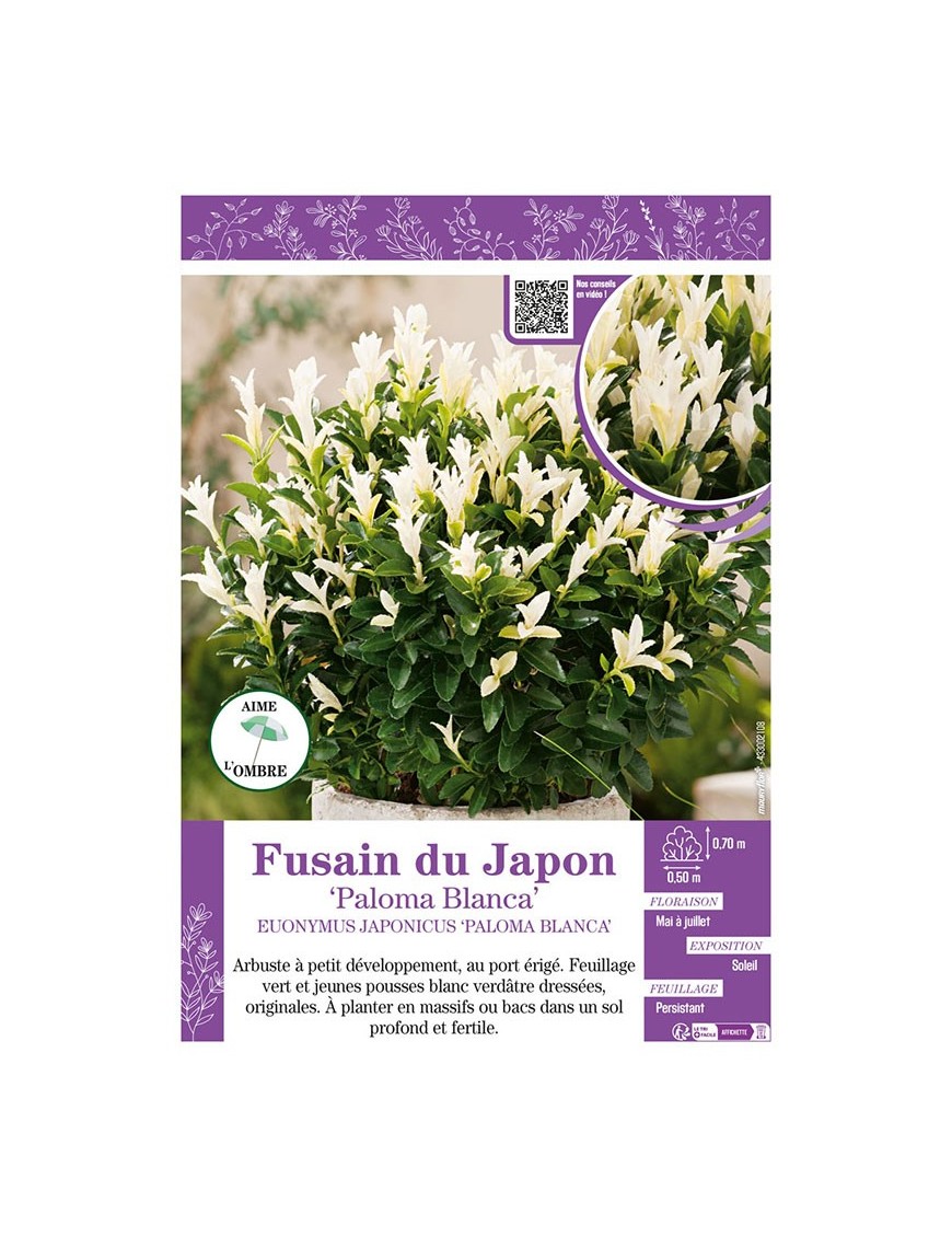 EUONYMUS JAPONICUS PALOMA BLANCA voir FUSAIN DU JAPON