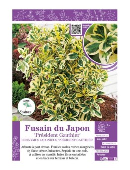 EUONYMUS JAPONICUS PRÉSIDENT GAUTHIER voir FUSAIN DU JAPON