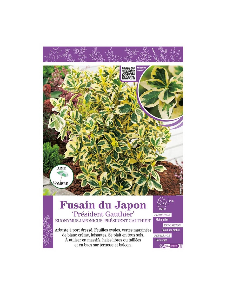 EUONYMUS JAPONICUS PRÉSIDENT GAUTHIER voir FUSAIN DU JAPON