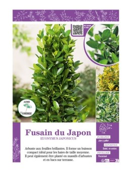EUONYMUS JAPONICUS voir FUSAIN DU JAPON